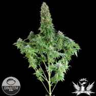 Dinafem Seeds White Siberian